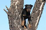 JAGDTERRIER ALLEMAND 073